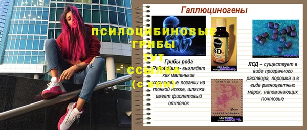 дмт Богданович